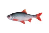 Fox Rage Ultra Natural Roach Fillet NMC069.jpg